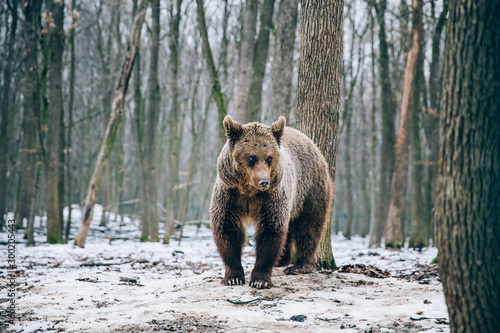 Portrait of a beautiful brown bear in the forest