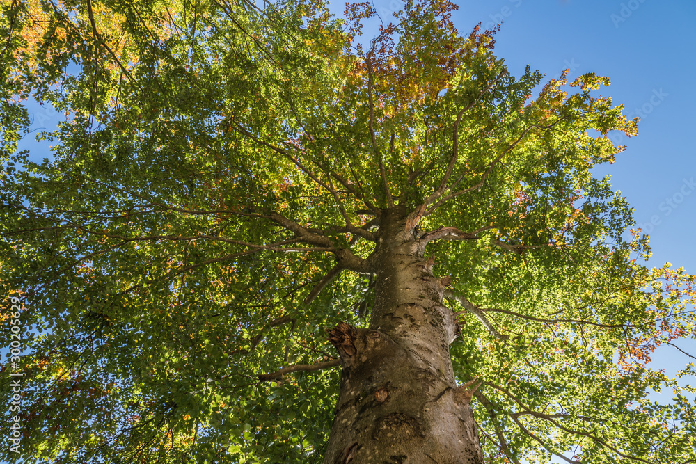 Fototapeta premium Herbstlicher Wald