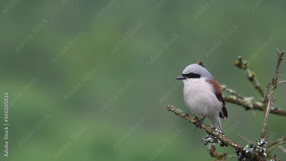 Der Neuntöter - ein kleiner Jäger in der Eifel Der Neuntöter - ein kleiner Jäger in der Eifel