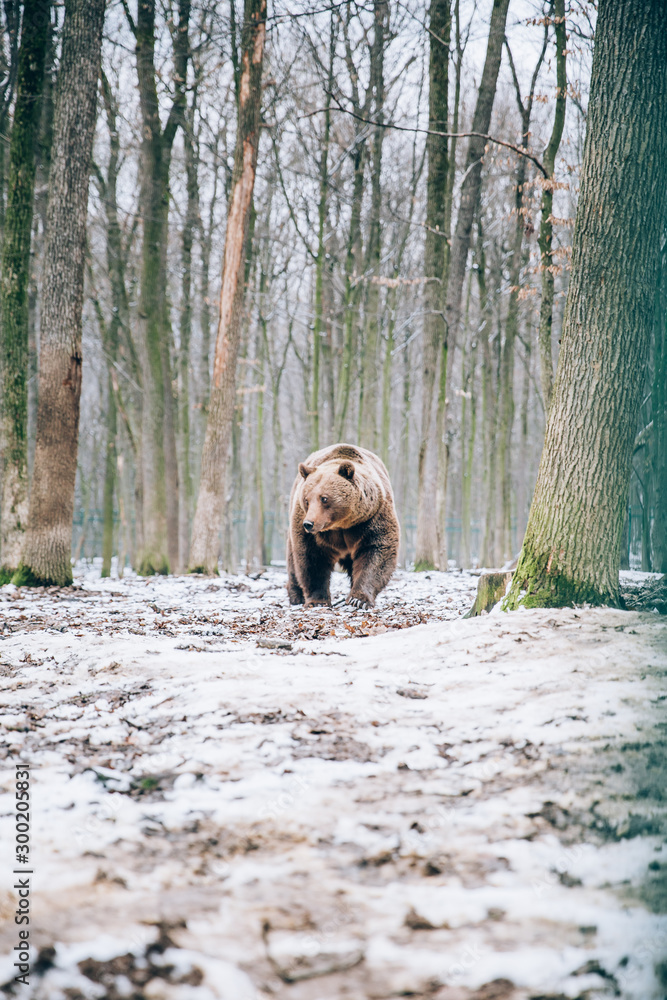 Portrait of a beautiful brown bear in the forest Portrait of a beautiful brown bear in the forest