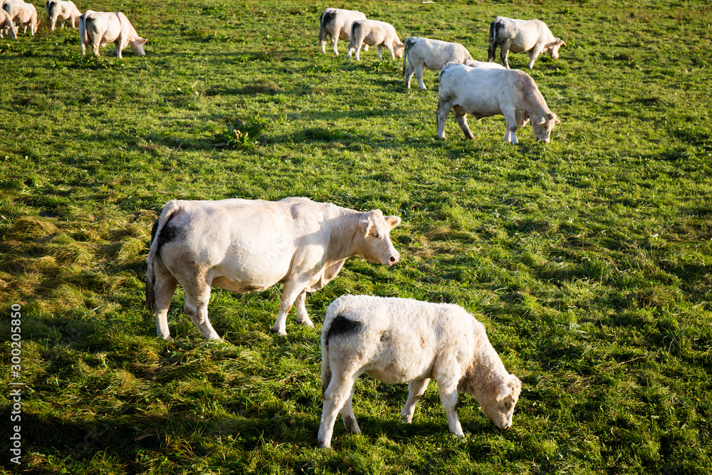 Heard of cows grazes in the meadow in Bawaria Germany Heard of cows grazes in the meadow in Bawaria Germany