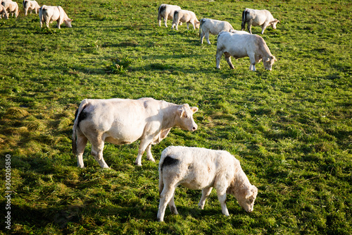 Heard of cows grazes in the meadow in Bawaria Germany