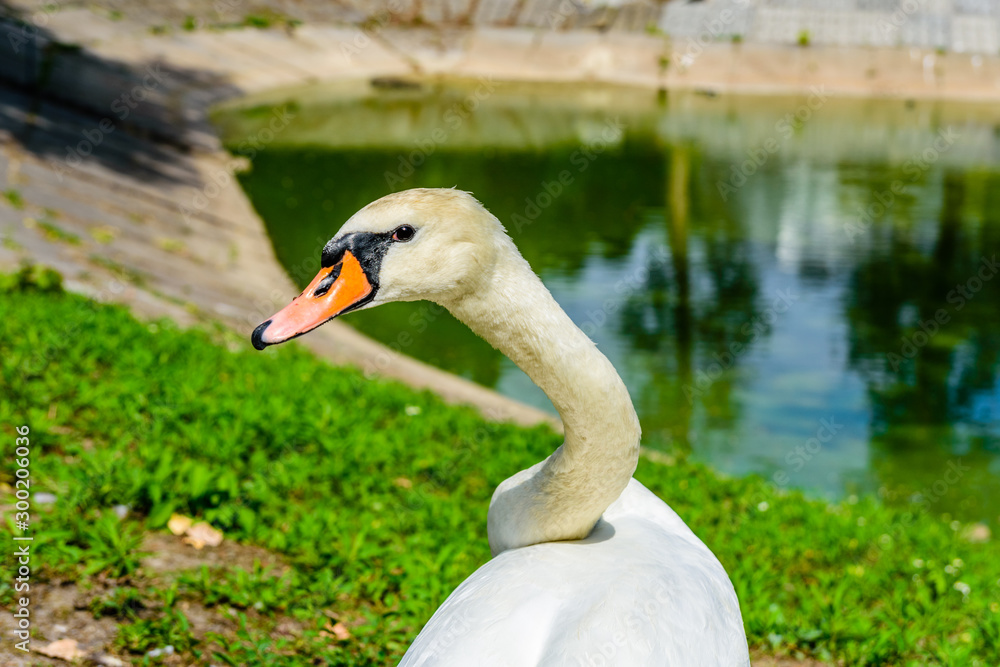 White swan on green bank of the lake White swan on green bank of the lake
