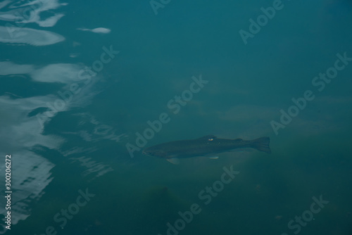 trout seen across the water at Trout Park in Huasca,  Mexico © Arturo Verea