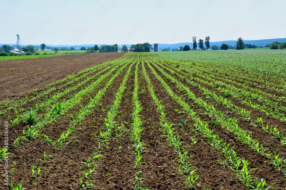 Aerial View of Rows of New Growth Crops in a Field on a Summer Day Aerial View of Rows of New Growth Crops in a Field on a Summer Day