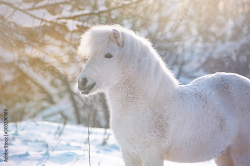 white fluffy shetland pony in winter meadow