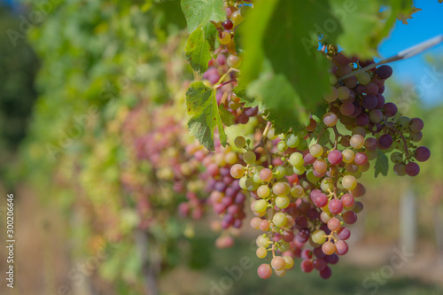 grapes on the vine