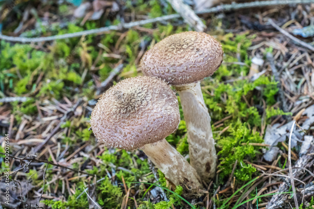 Zwei weiße Pilze Zwei weiße Pilze
