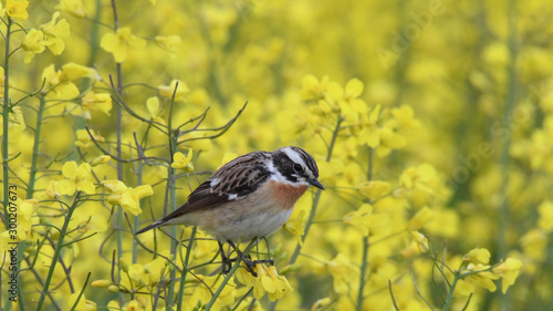 Braunkehlchen photo