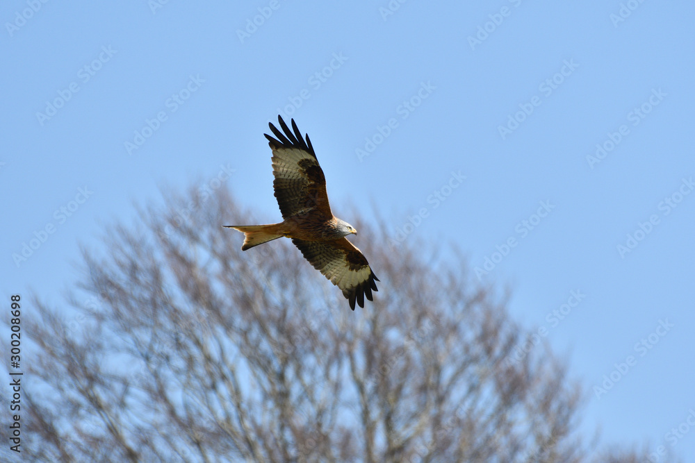 Fototapeta premium Red Kite Ofordshire