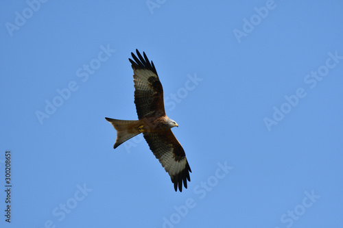 Red Kite  Ofordshire