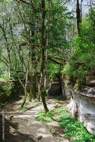 Trail in a tectonic fault in the Caucasus mountains. Thickets of beech and moss on the rocks in the yew-box grove in Khostinsky district