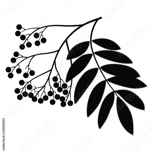 Silhouette of a rowan tree branch with leaves and berries.