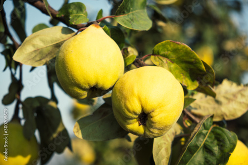 Tableau sur toile Fresh ripe quince hanging on a branch in the orchard