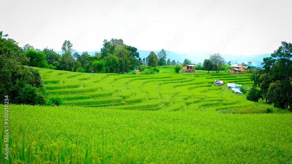 Obraz premium green terraced rice fields