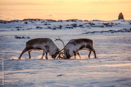 Fototapeta Naklejka Na Ścianę i Meble -  Renifery na Spitsbergenie
