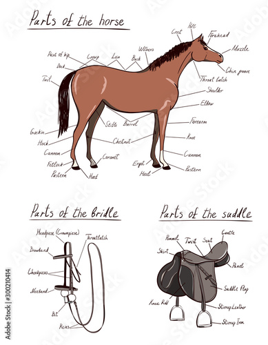 Parts of horse, saddle, bridle set. Equine anatomy. Equestrian scheme text. The terms of riding tack gear tool harness. Cartoon vector  hand drawing of snaffle, stirrup, bit, belt, reins, buckle