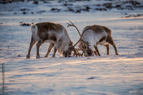 Fototapeta Naklejka Na Ścianę i Meble -  Renifery na Spitsbergenie