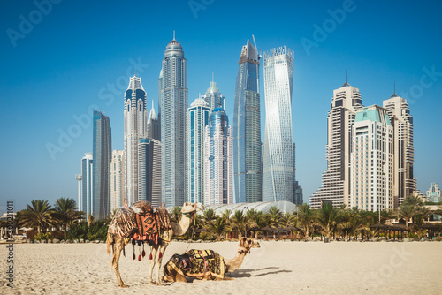 Dubai camelson beach in front of skyscrapers in UAE