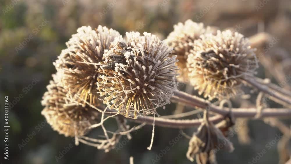 Frost On The Seeds Of Thistle Frost On The Seeds Of Thistle