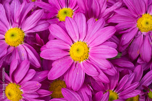 Beautiful Chrysanthemums in garden. Flowers as background picture. Chrysanthemum wallpaper. Japanese style. Autumn garden of chrysanthemums