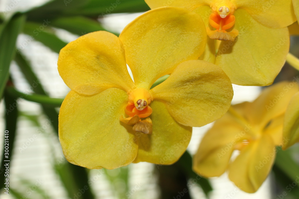 Yellow Yellow