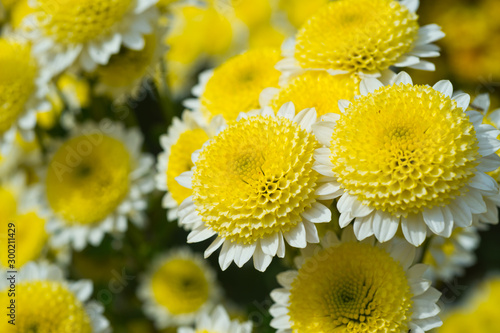 Beautiful Chrysanthemums in garden. Flowers as background picture. Chrysanthemum wallpaper. Japanese style. Autumn garden of chrysanthemums