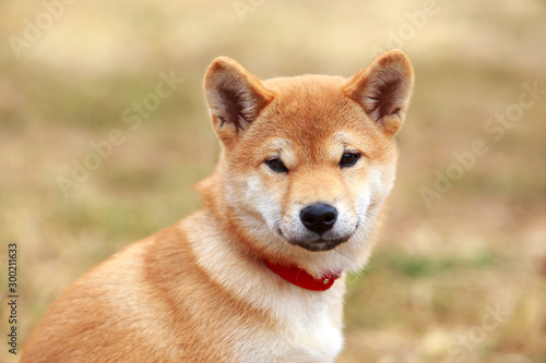 Puppy breed Shiba Inu