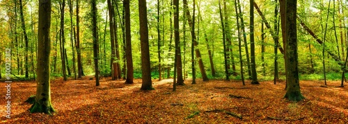Panorama of a bright forest with big trees, a lot of autumn leaves on the forest floor and sunlight in the background