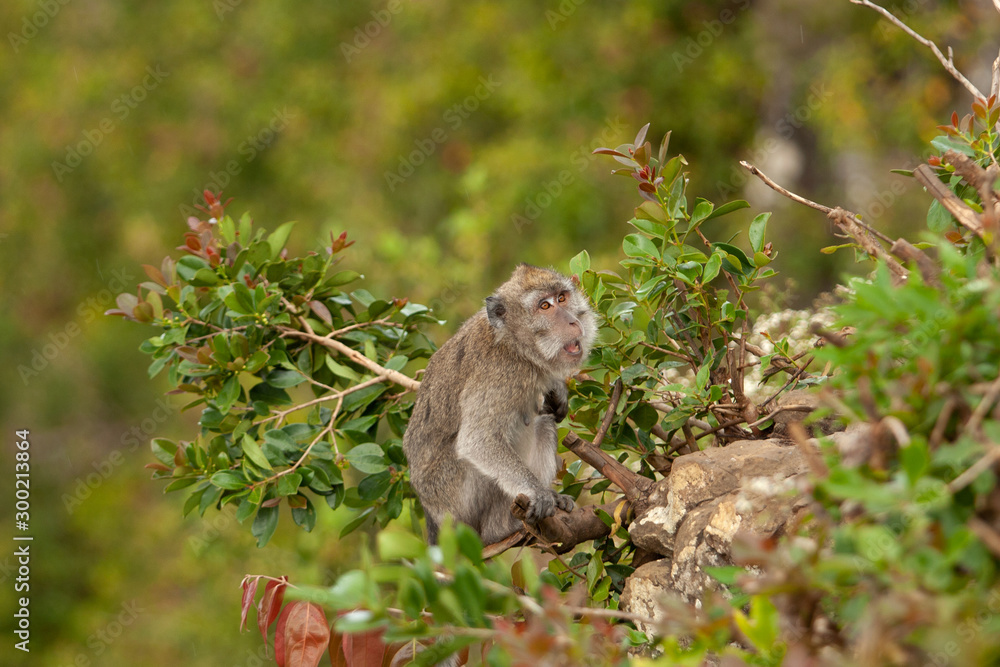 crab eating macaque, macaca fascicularis, Mauritius island crab eating macaque, macaca fascicularis, Mauritius island