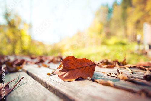 Autumn time  Beautiful colorful leaf lying on a park bank  fall concept with copy space