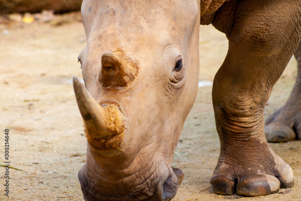 Obraz premium Portrait of an endangered white rhino shot in Singapore Zoo in day time which sunlight
