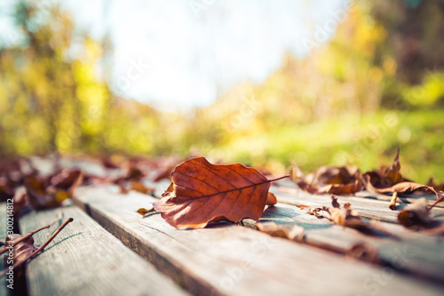 Autumn time  Beautiful colorful leaf lying on a park bank  fall concept with copy space