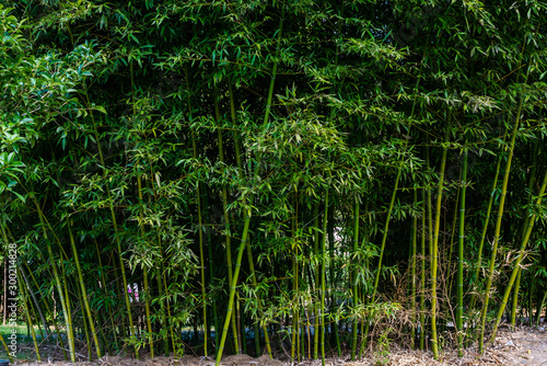 Juicy and bright green bamboo
