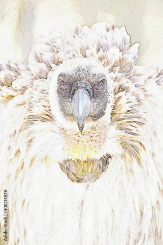 Close up of a large brown Cape vulture photo