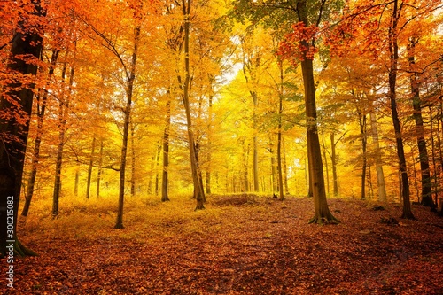 Kräftige Herbstfarben im alten Buchenwald mit hohen Bäumen