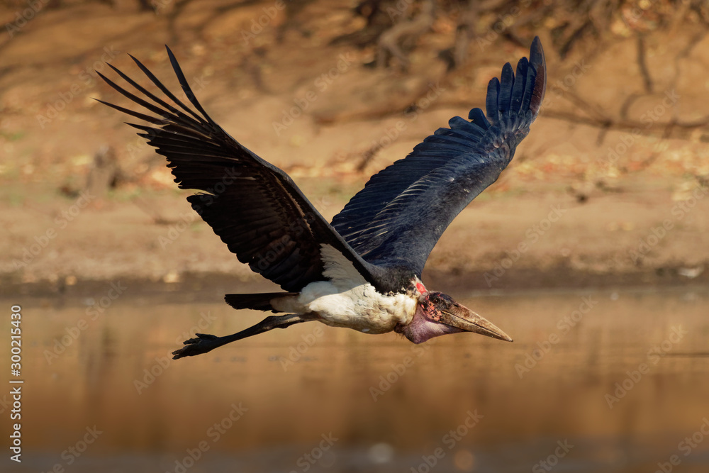 Fototapeta premium Marabou Stork - Leptoptilos crumeniferus large wading bird in the stork family Ciconiidae, breeds in Africa south of the Sahara, sometimes called the undertaker bird