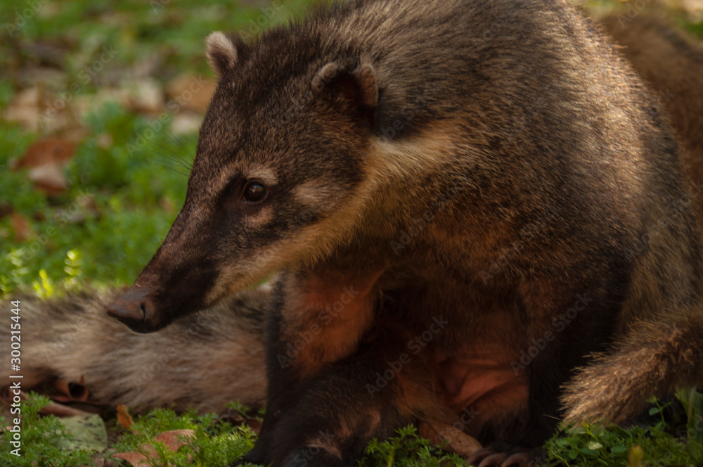 Obraz premium Coati, chutes d'Iguazu