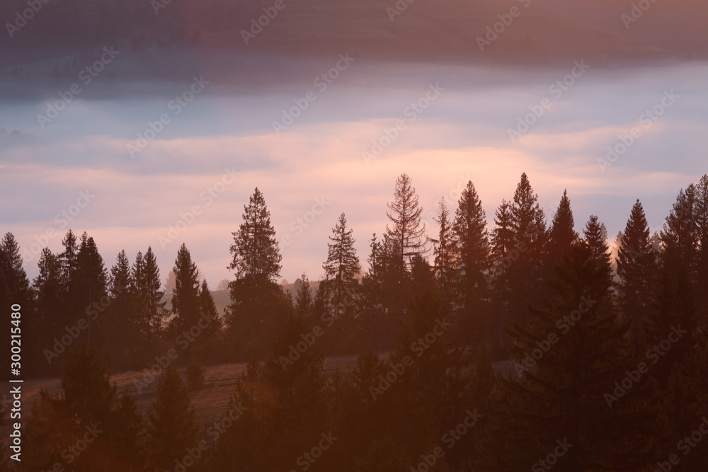 Foggy mountain valley and spruce trees forest silhouette at sunrise.