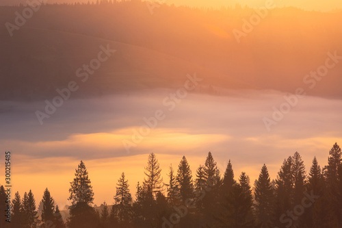 Foggy mountain valley and spruce trees forest silhouette at sunrise.