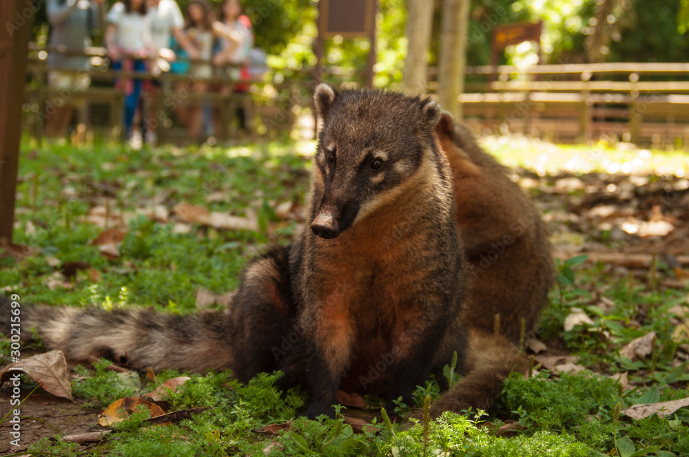 Fototapeta premium Coati, chutes d'Iguazu