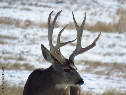 deer 