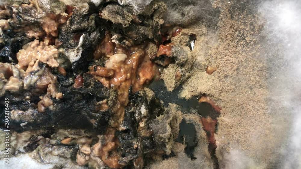 rot moldy mucus , spoiled food , close-up rot moldy mucus , spoiled food , close-up