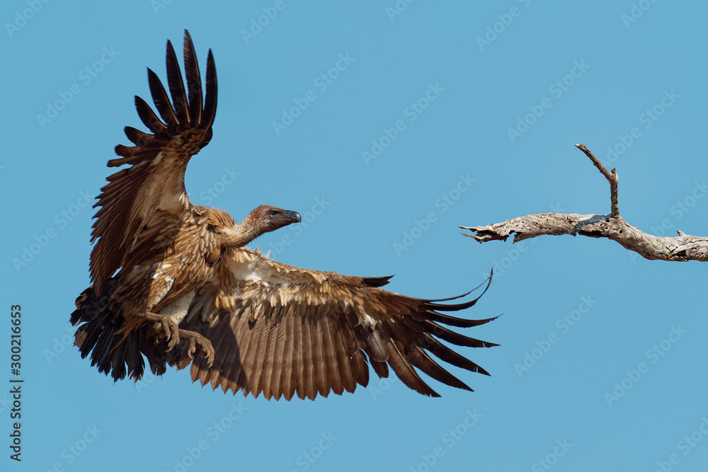 Fototapeta premium White-backed Vulture - Gyps africanus is Old World vulture in the family Accipitridae, closely related to the European griffon vulture, standing, landing and flying on the blue sky