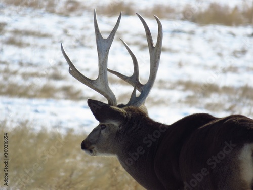 Buck Season
