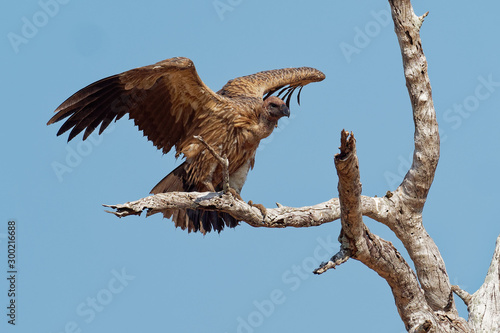 White-backed Vulture - Gyps africanus  is Old World vulture in the family Accipitridae, closely related to the European griffon vulture, standing, landing and flying on the blue sky