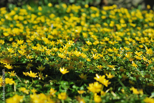 Yellow flowers nature