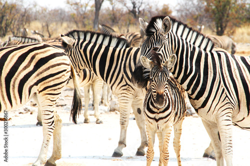 African zebras in Namibia
