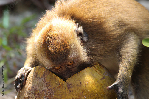 Monkey eating a coconut