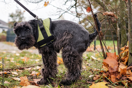 Wallpaper Mural Urban hygiene. Small black schnauzer pooping on grass in park. Torontodigital.ca